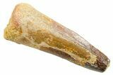 Fossil Spinosaurus Tooth - Real Dinosaur Tooth #364205-1